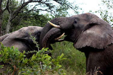 Elefanten im Busch