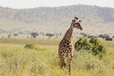 Giraffe im Saragossa Wildreservat