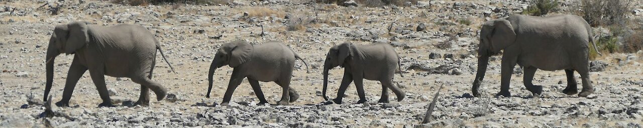 Elefanten im Etosha Nationalpark