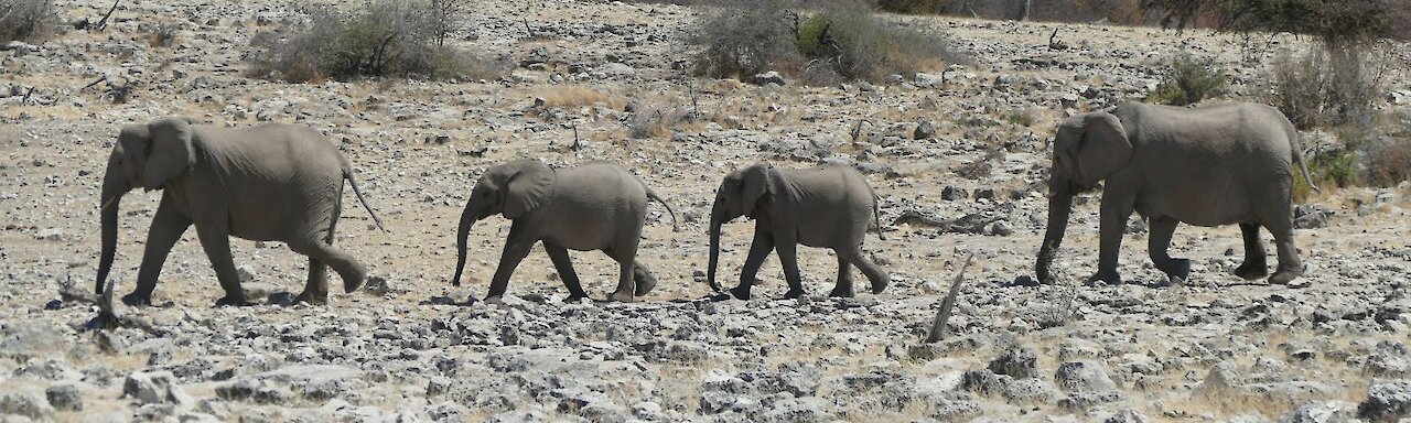 Elefanten im Etosha Nationalpark