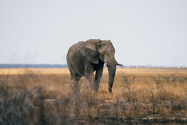 Elefant im Etosha-Nationalpark