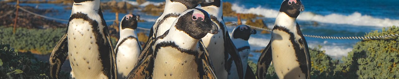 Brillenpinguine in Südafrika