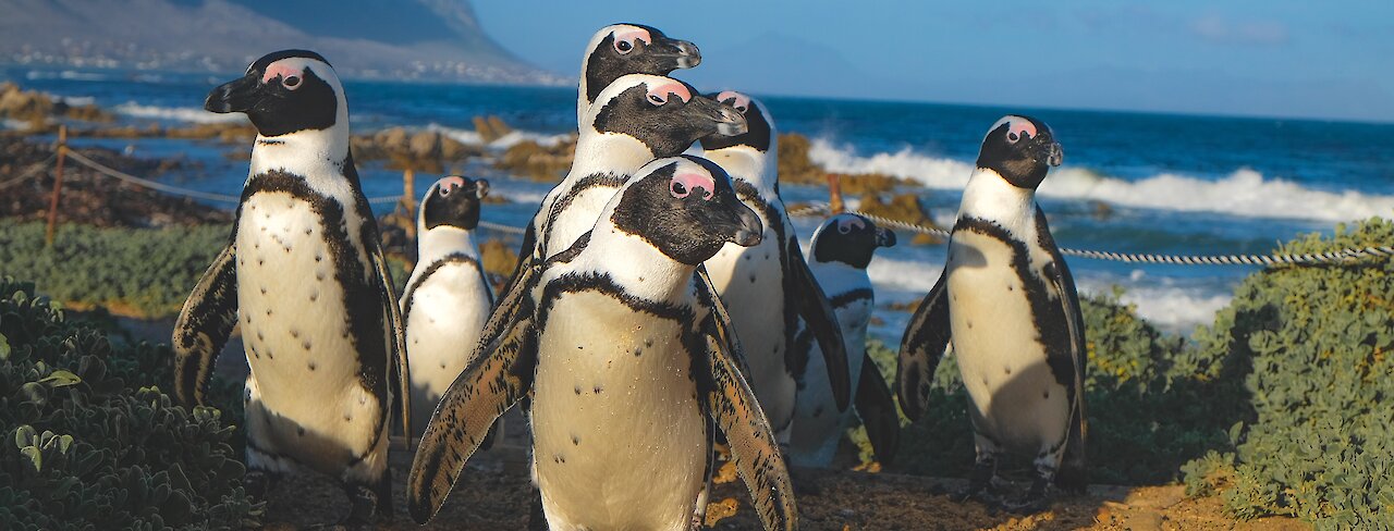 Brillenpinguine in Südafrika