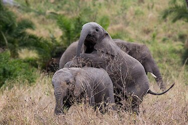 Elefanten in Amakhala-Game-Reserve
