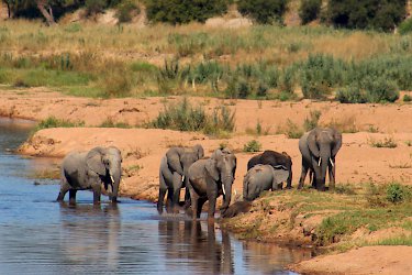 Elefantenjunge spielen am Wasserloch