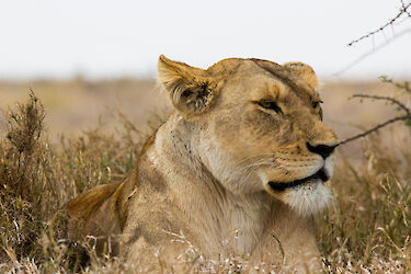 Tag 5: Die endlose Weite der Serengeti