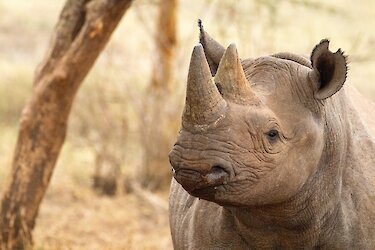 Nashorn im Mkomazi-Nationalpark
