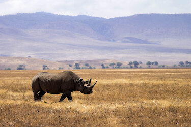 Ein Nashorn im Ngorongoro Krater