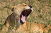 Tag 6 & 7: Serengeti - das endlose Land