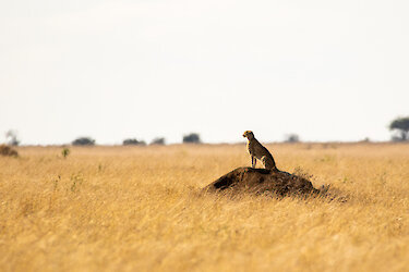 Tag 8: Serengeti - das endlose Land