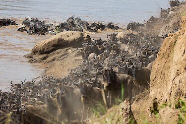 Gnus bei der großen Migration
