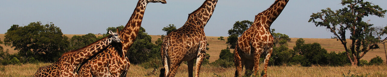 Giraffen auf Safari in der Massai Mara