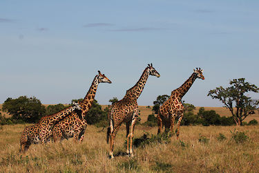 Giraffen auf Safari in der Massai Mara