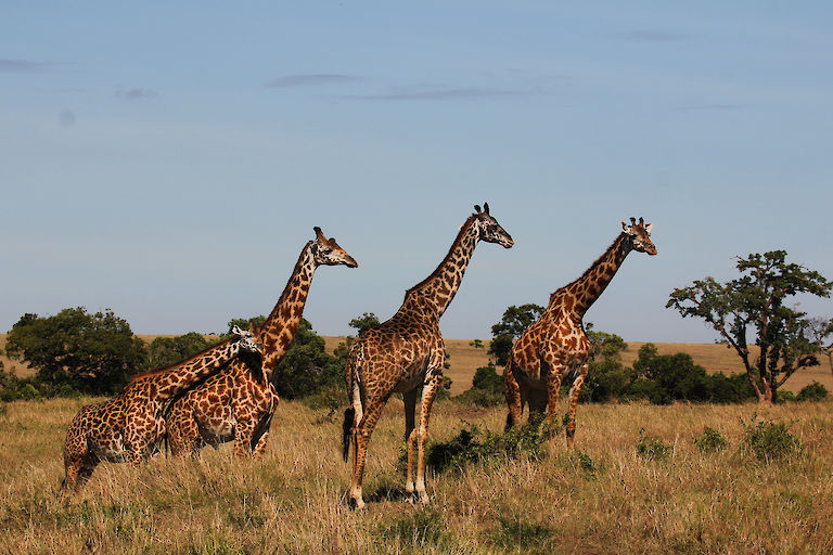 Akwaba Afrika Reisen