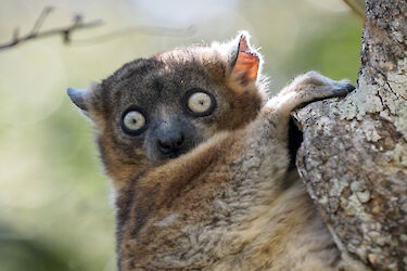Tag 10: Lemuren im Ranomafana-Nationalpark