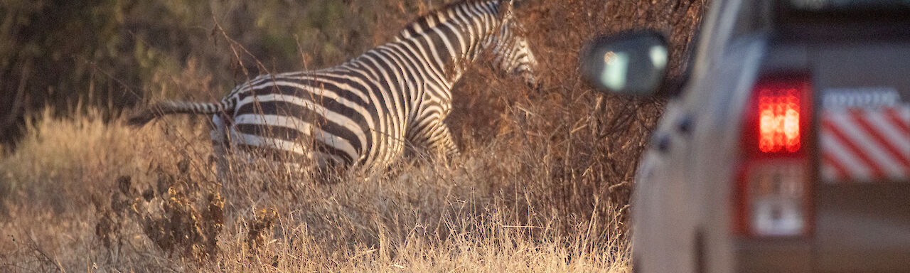 Zebra überquert Straße