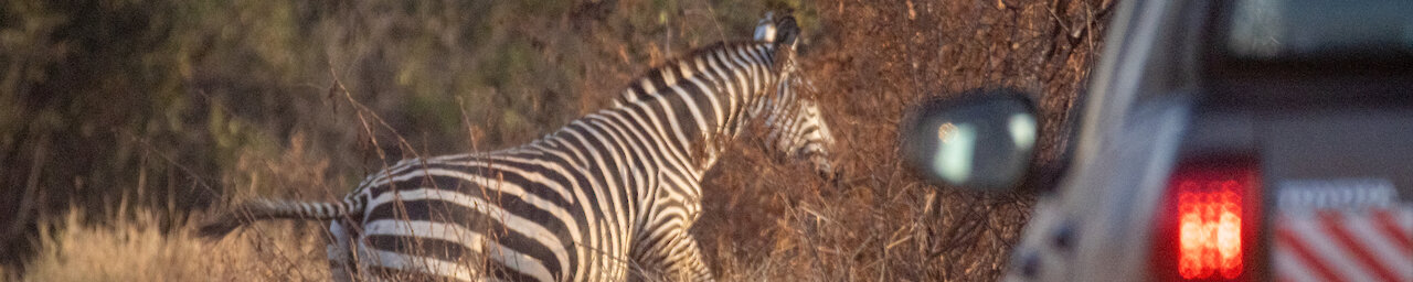 Zebra überquert Straße