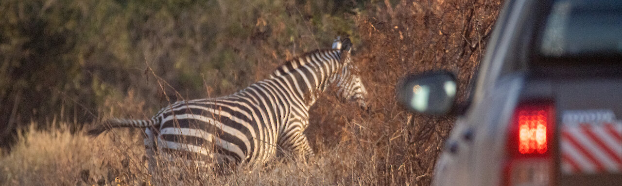 Zebra überquert Straße