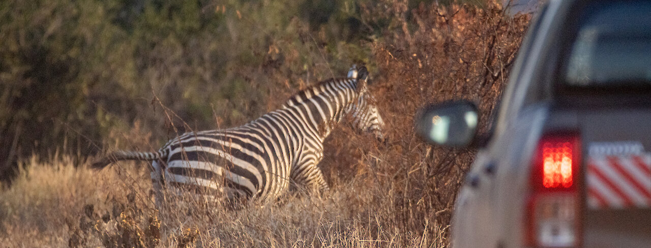 Zebra überquert Straße
