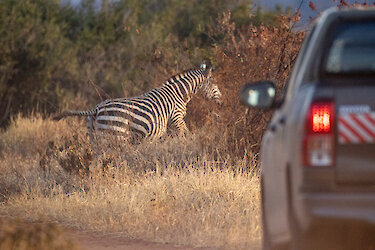 Zebra überquert Straße