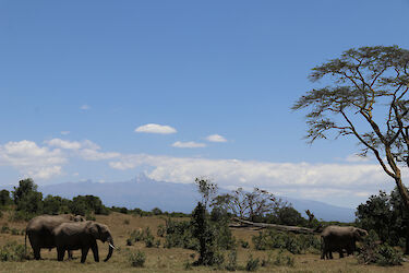 Elefanten im Ol-Pejeta-Schutzgebiet