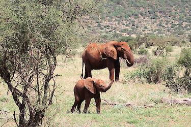 Elefant und Junges im Samburu-Nationalreservat