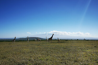 Giraffen beim Aberdare-Country-Club