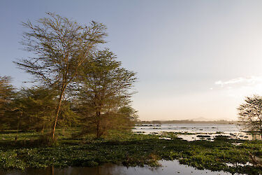 Ufer vom Lake Naivasha