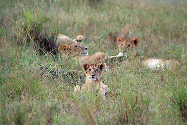 Löwenjunges im Gras