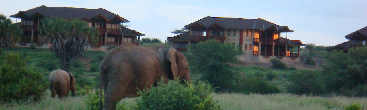 Elefanten auf dem Gelände des Samburu Simba Camps