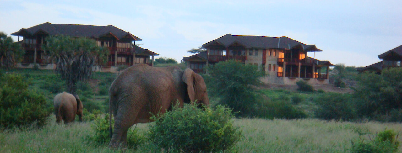 Elefanten auf dem Gelände des Samburu Simba Camps