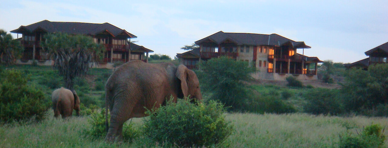 Elefanten auf dem Gelände