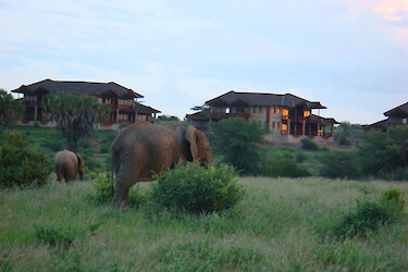 Elefanten auf dem Gelände