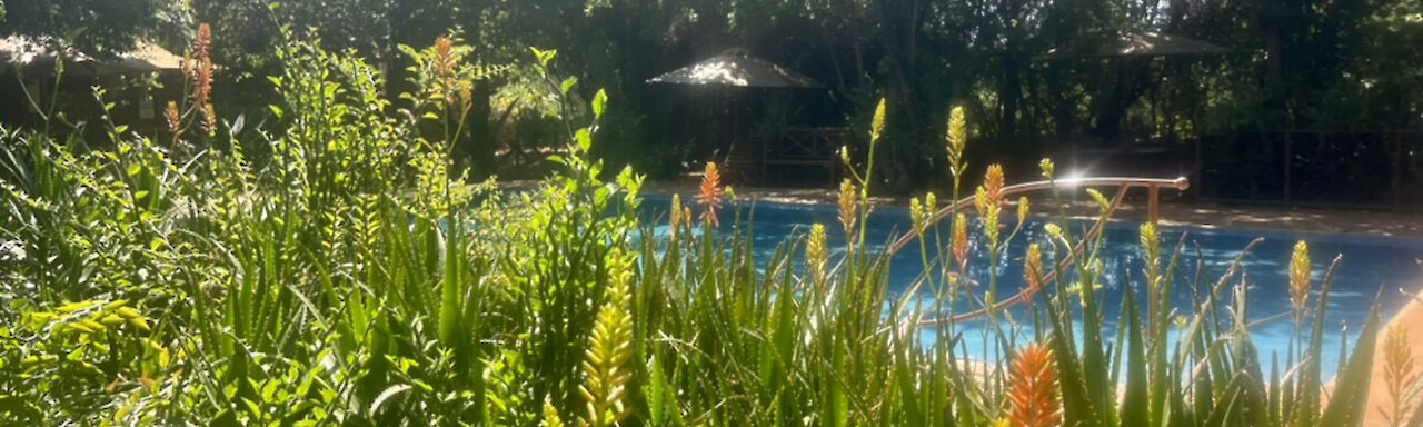Natur am Pool im iKWETA Safari Camp