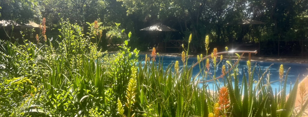 Natur am Pool im iKWETA Safari Camp