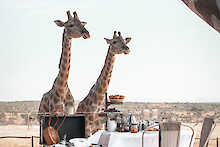 Giraffen zu Tisch im Guesthouse Voigtland