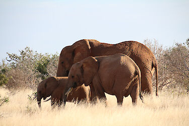 Tag 7: Die Heimat der roten Elefanten