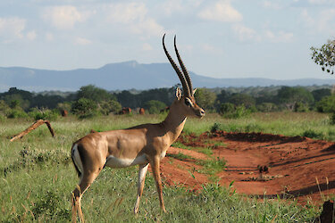 Antilope im Grünen