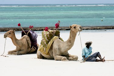 Kamele am Diani Beach