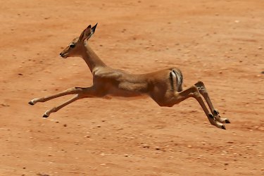 Impala im Tsavo-West-Nationalpark
