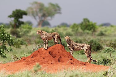 Geparden im Tsavo-Ost-Nationalpark