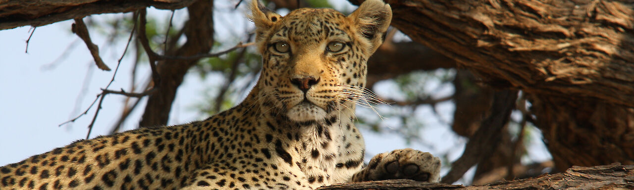 Leopard ruht auf einem Baum im Khwai-Konzessionsgebiet