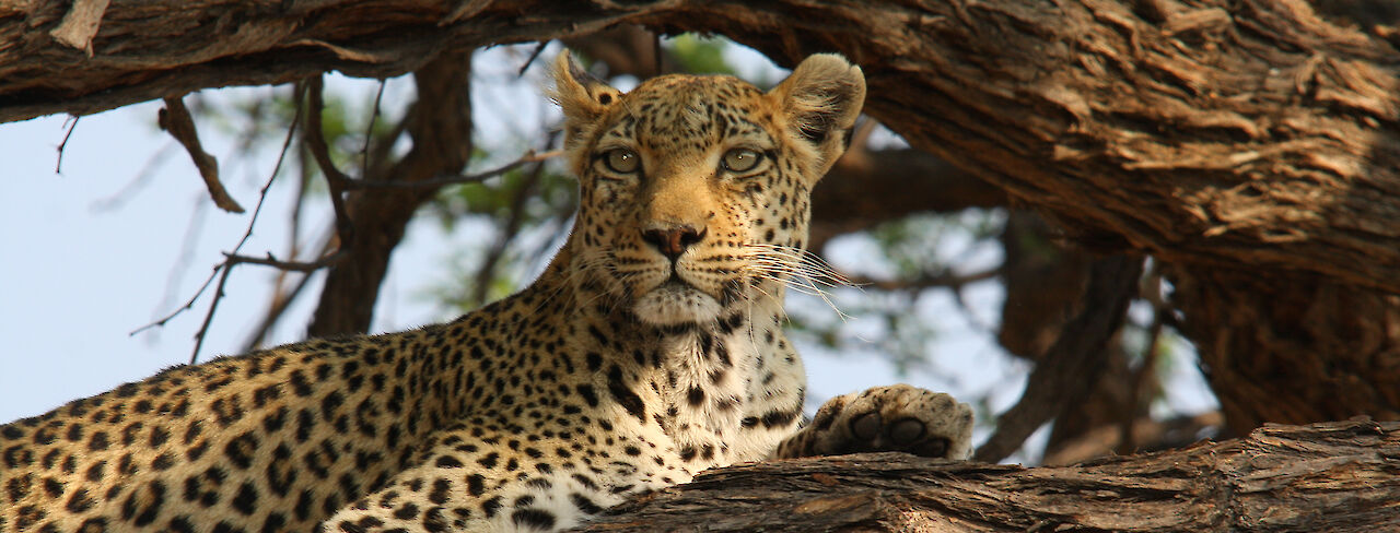 Leopard ruht auf einem Baum im Khwai-Konzessionsgebiet