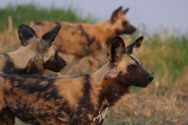 Löffelhunde (Wild Dogs) im Khwai-Konzessionsgebiet