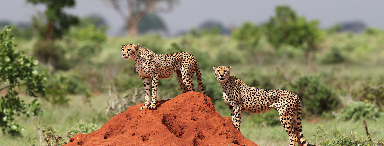 Geparden auf Sandhügel auf Safari in Kenia