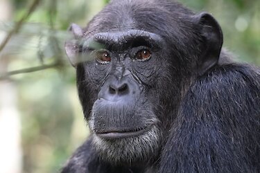 Schimpanse im Kibale-Forest-Nationalpark in Uganda