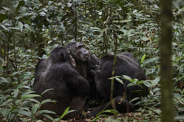 Tag 5 & 6: Schimpansen im Kibale-Forest-Nationalpark