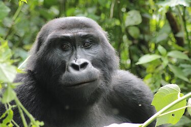 Gorilla im Bwindi-Nationalpark in Uganda