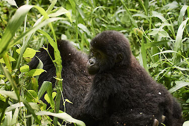 Tag 9 & 10: Gorillas im Bwindi-Impenetrable-Nationalpark