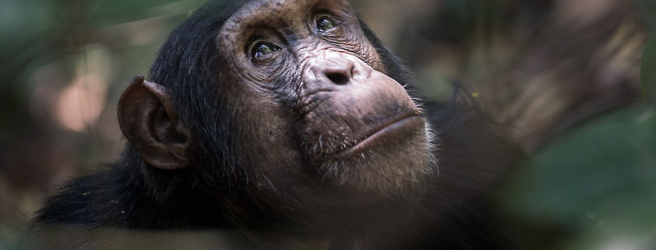 Schimpansen im Gombe-Stream-Nationalpark